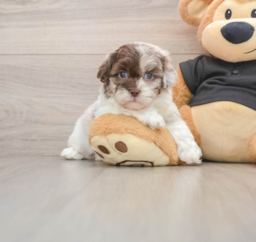 5 week old Shih Poo Puppy For Sale - Premier Pups