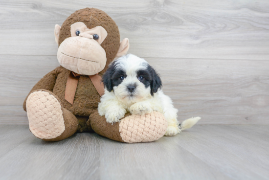 Friendly Shih Poo Baby