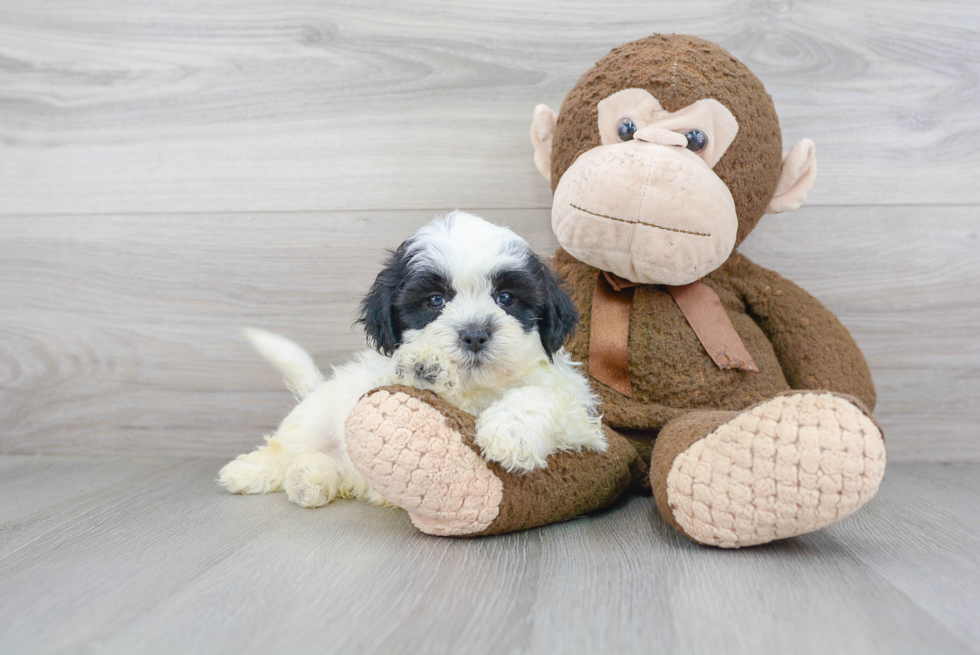 Shih Poo Pup Being Cute