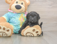 5 week old Shih Poo Puppy For Sale - Premier Pups