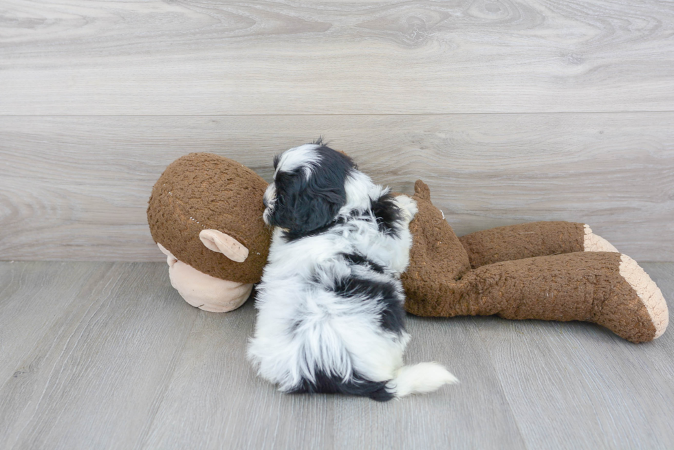 Shih Poo Puppy for Adoption