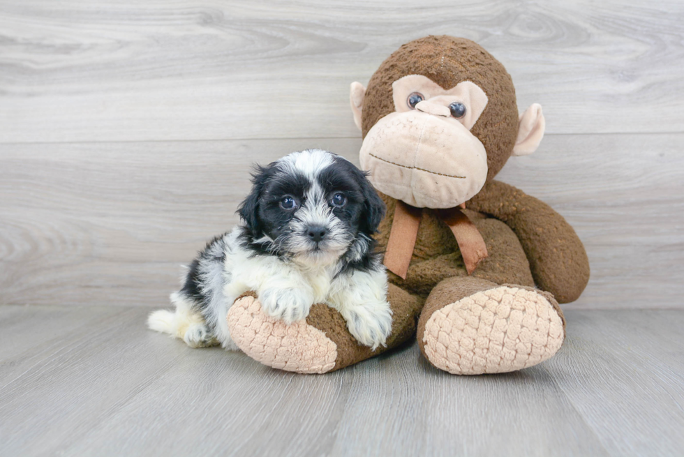 Small Shih Poo Baby