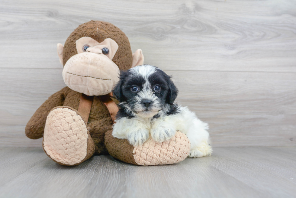 Shih Poo Pup Being Cute