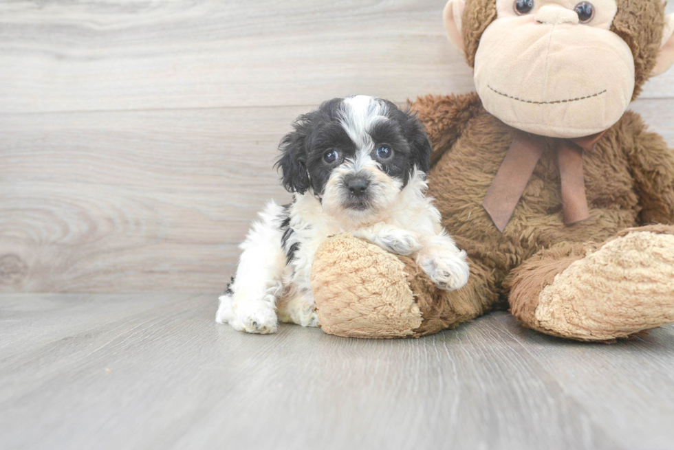 Shih Poo Puppy for Adoption