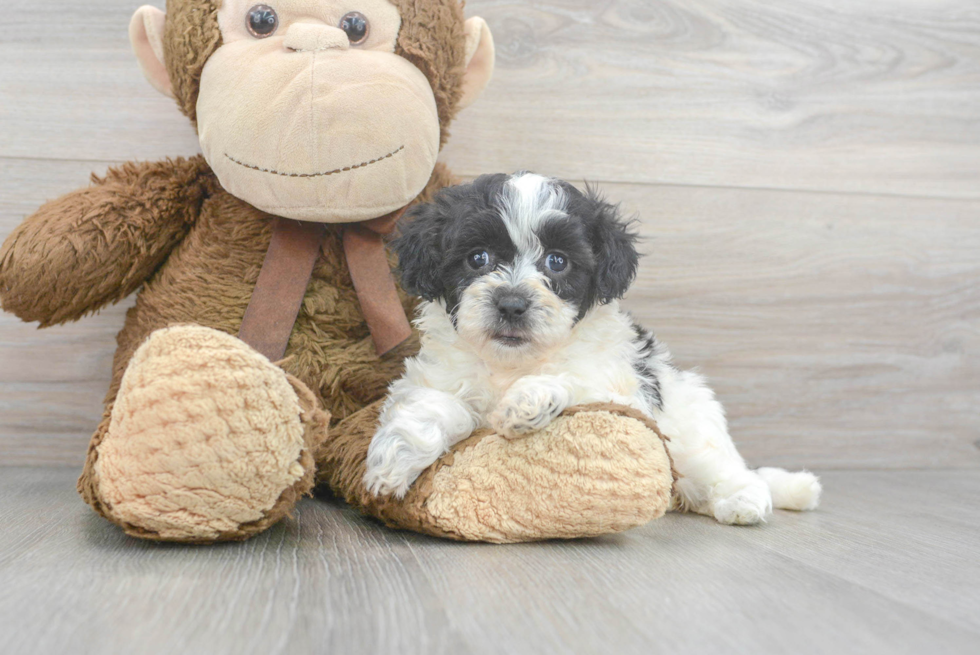 Energetic Shih Poo Poodle Mix Puppy