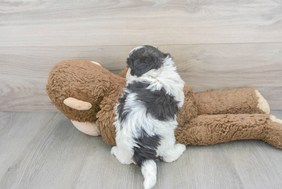 Shih Poo Pup Being Cute