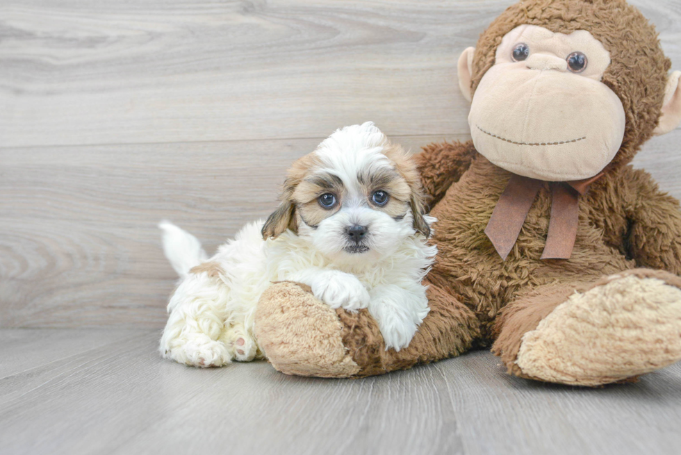 Best Shih Poo Baby