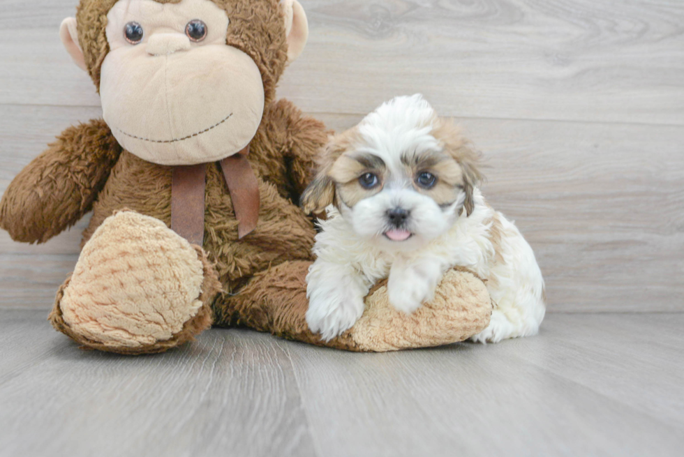 Small Shih Poo Baby