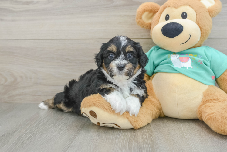 Sweet Shih Poo Baby