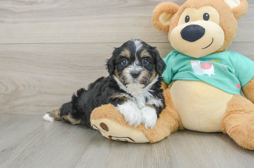 5 week old Shih Poo Puppy For Sale - Premier Pups