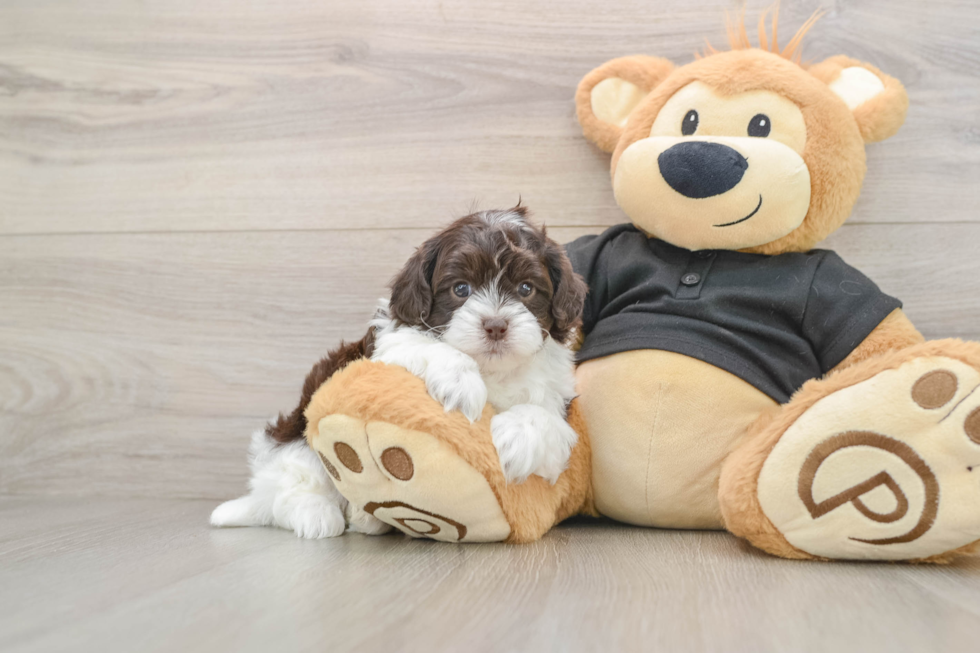 Shih Poo Puppy for Adoption