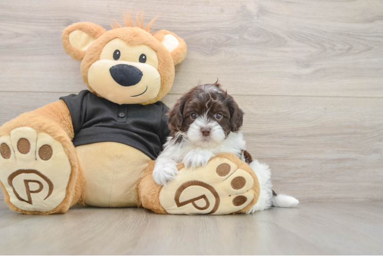 Popular Shih Poo Poodle Mix Pup