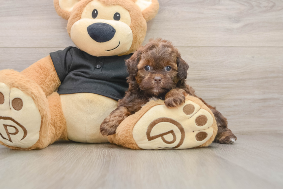 Small Shih Poo Baby