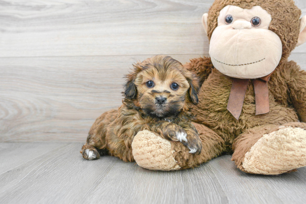 Fluffy Shih Poo Poodle Mix Pup