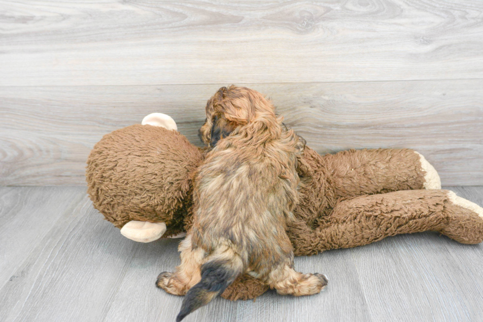 Fluffy Shih Poo Poodle Mix Pup