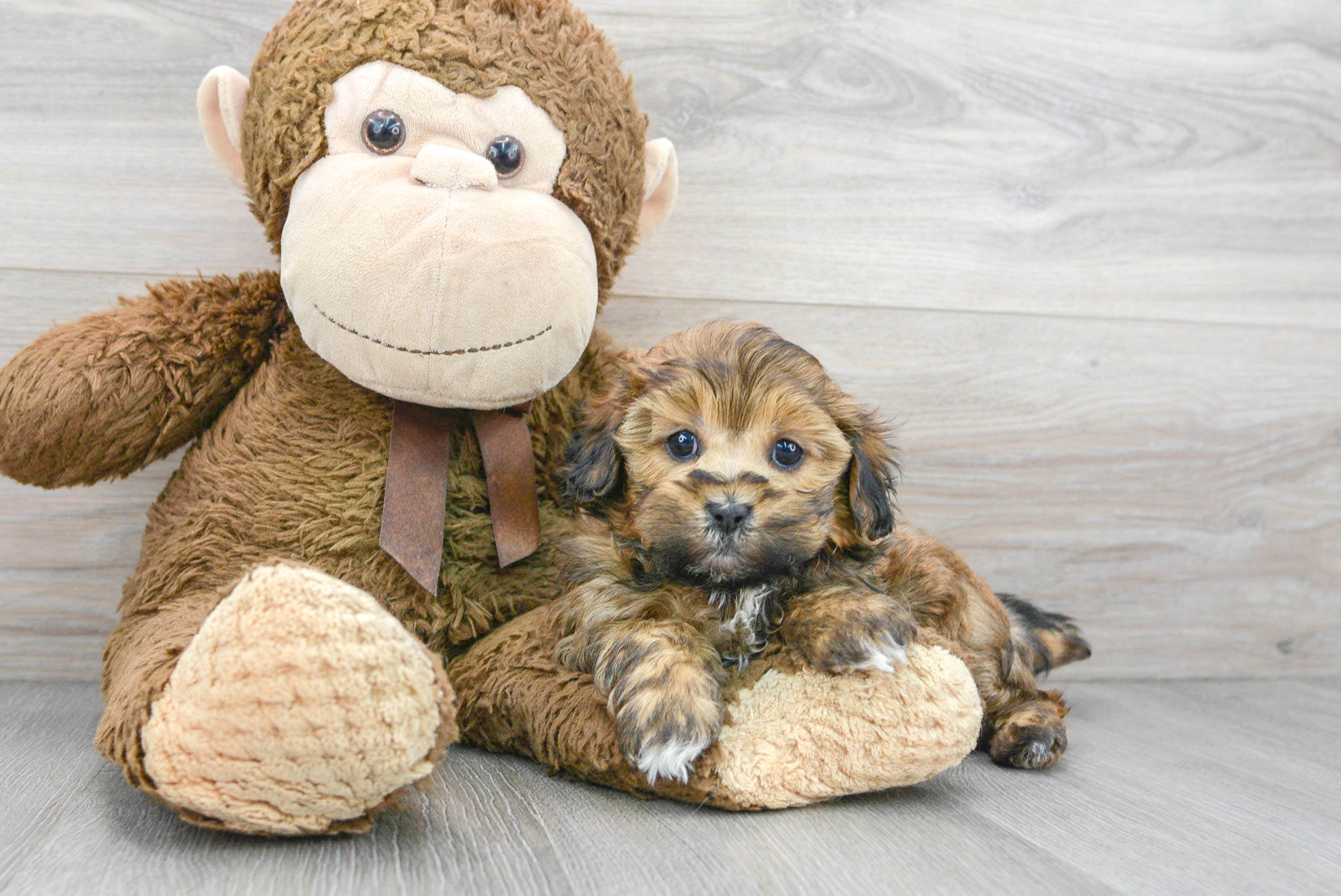Hypoallergenic Shihpoo Poodle Mix Puppy