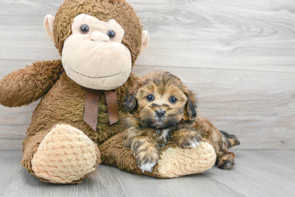 Hypoallergenic Shihpoo Poodle Mix Puppy