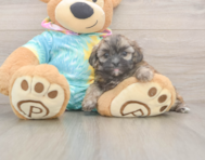 5 week old Shih Poo Puppy For Sale - Premier Pups