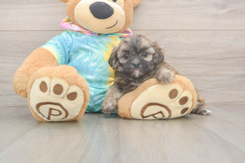 5 week old Shih Poo Puppy For Sale - Premier Pups