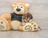 6 week old Shih Poo Puppy For Sale - Premier Pups