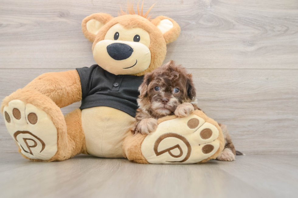 Smart Shih Poo Poodle Mix Pup