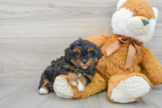 Playful Shih Poo Poodle Mix Puppy