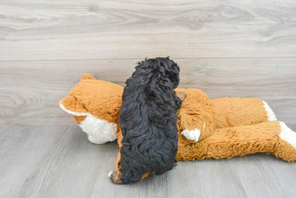 Hypoallergenic Shihpoo Poodle Mix Puppy