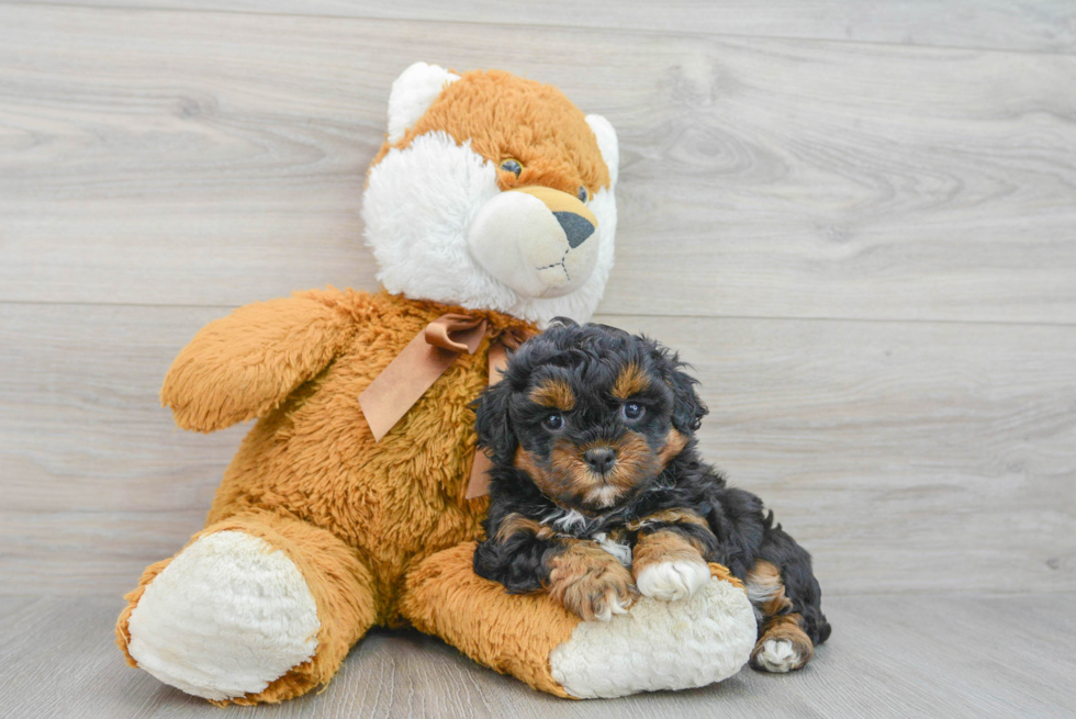 Shih Poo Pup Being Cute