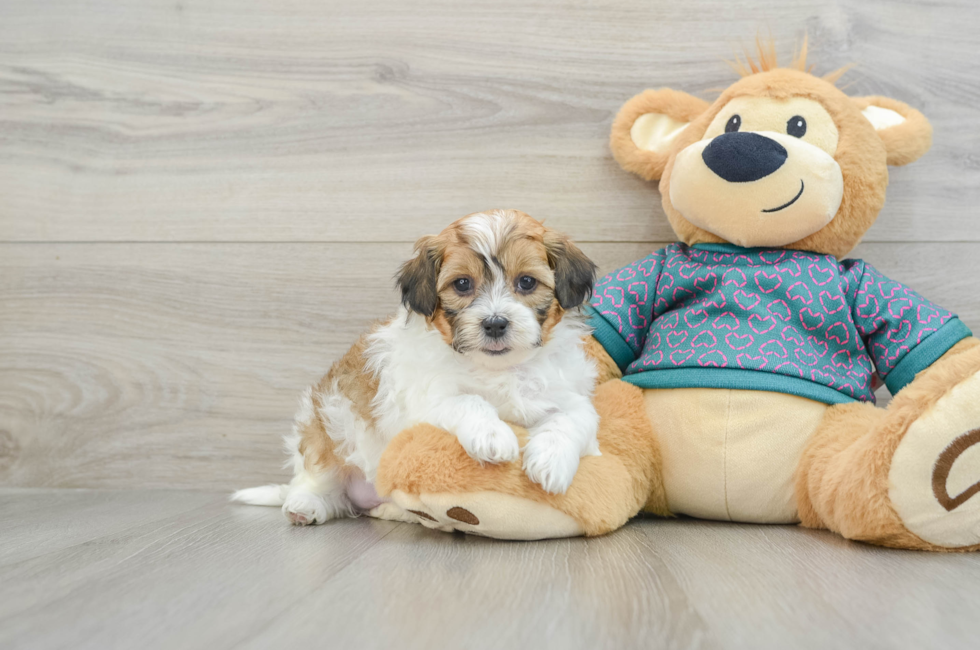 6 week old Shih Poo Puppy For Sale - Premier Pups