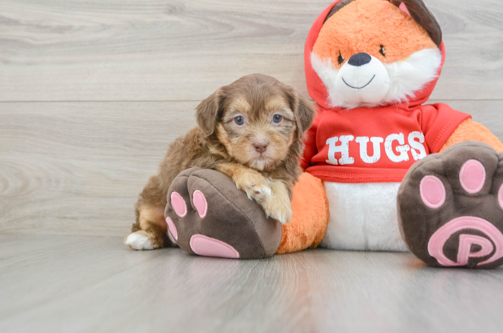 6 week old Shih Poo Puppy For Sale - Premier Pups