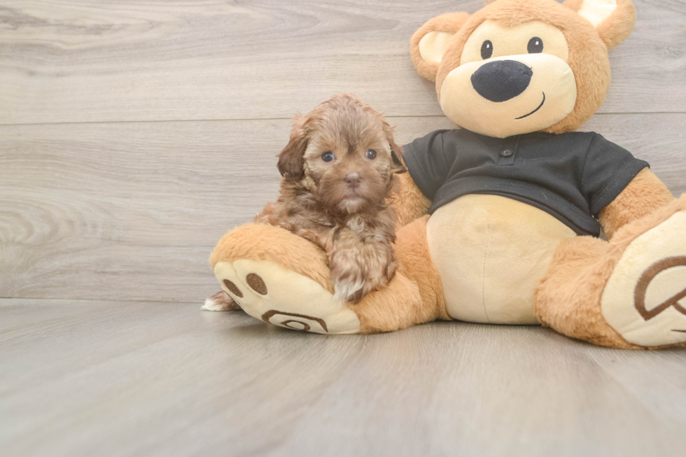 Meet Karissa - our Shih Poo Puppy Photo  2/3 - Premier Pups Best Shih Poo Baby
