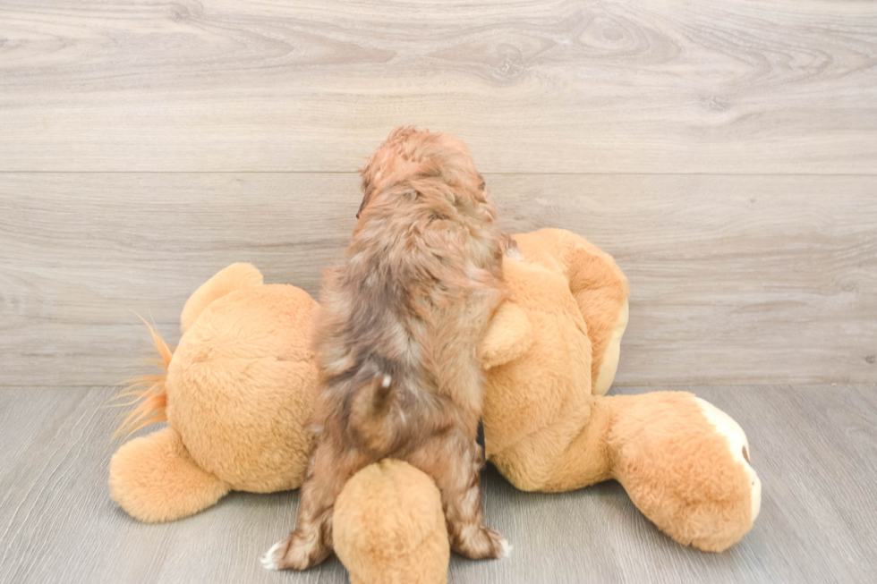 Meet Karissa - our Shih Poo Puppy Photo  3/3 - Premier Pups Fluffy Shih Poo Poodle Mix Pup