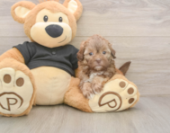 6 week old Shih Poo Puppy For Sale - Premier Pups