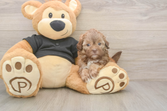5 week old Shih Poo Puppy For Sale - Premier Pups Best Shih Poo Baby