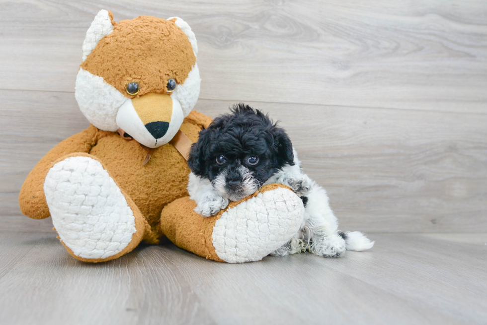 Shih Poo Pup Being Cute