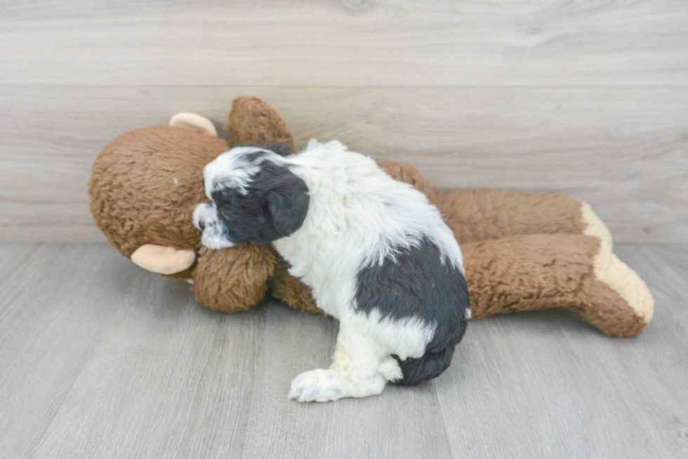 Shih Poo Puppy for Adoption