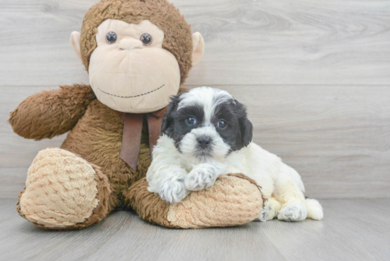 Popular Shih Poo Poodle Mix Pup