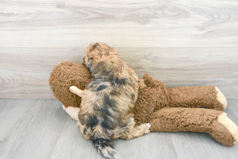 Shih Poo Pup Being Cute