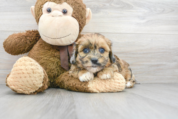 Hypoallergenic Shih Poo Poodle Mix Puppy