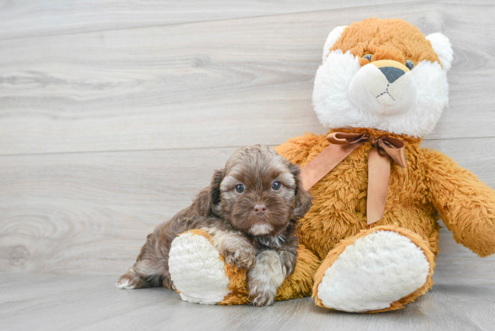 Petite Shih Poo Poodle Mix Pup