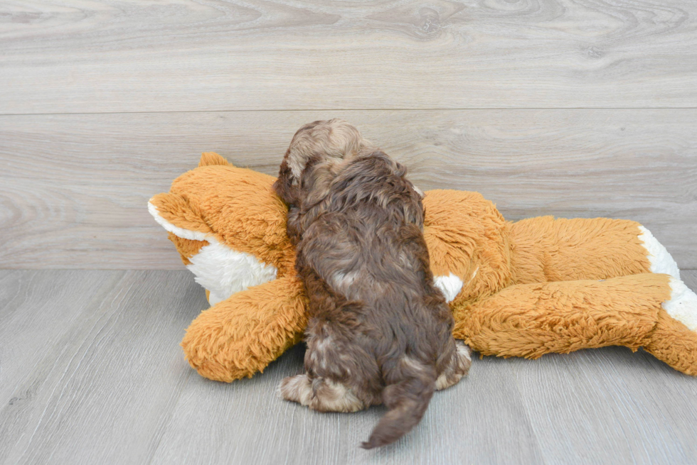 Playful Shih Poo Poodle Mix Puppy