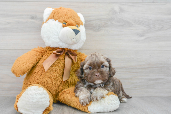 Best Shih Poo Baby