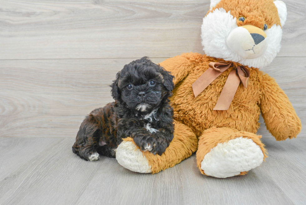 Popular Shih Poo Poodle Mix Pup