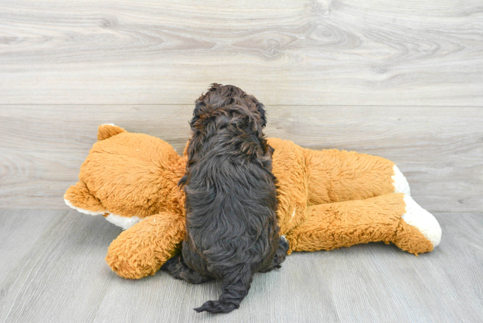 Little Shih Poo Poodle Mix Puppy