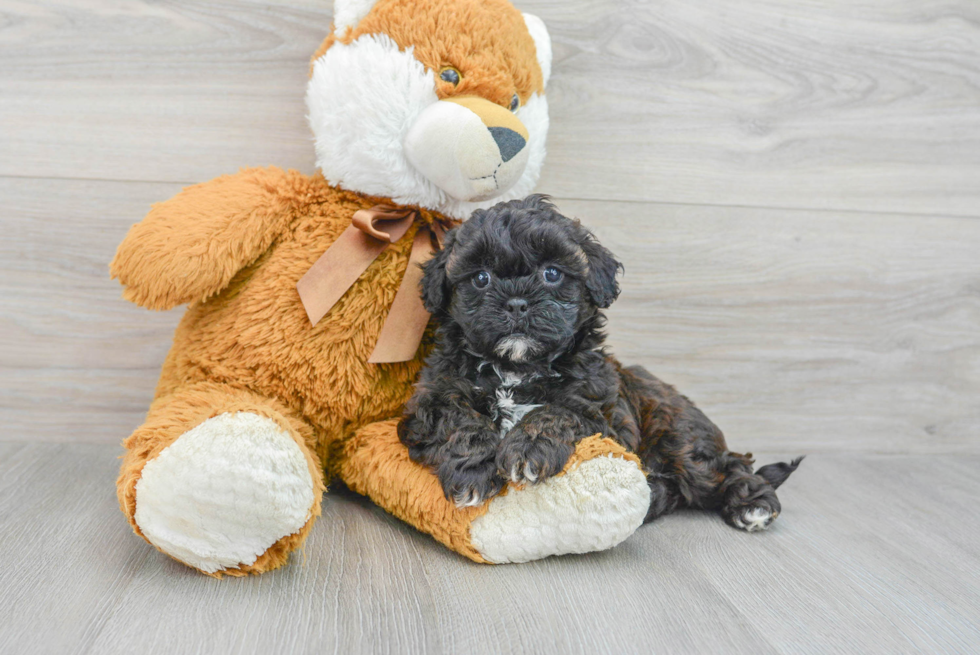 Small Shih Poo Baby