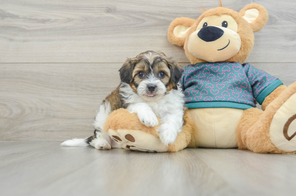 6 week old Shih Poo Puppy For Sale - Premier Pups