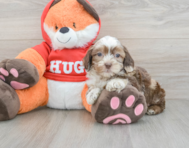 8 week old Shih Poo Puppy For Sale - Premier Pups