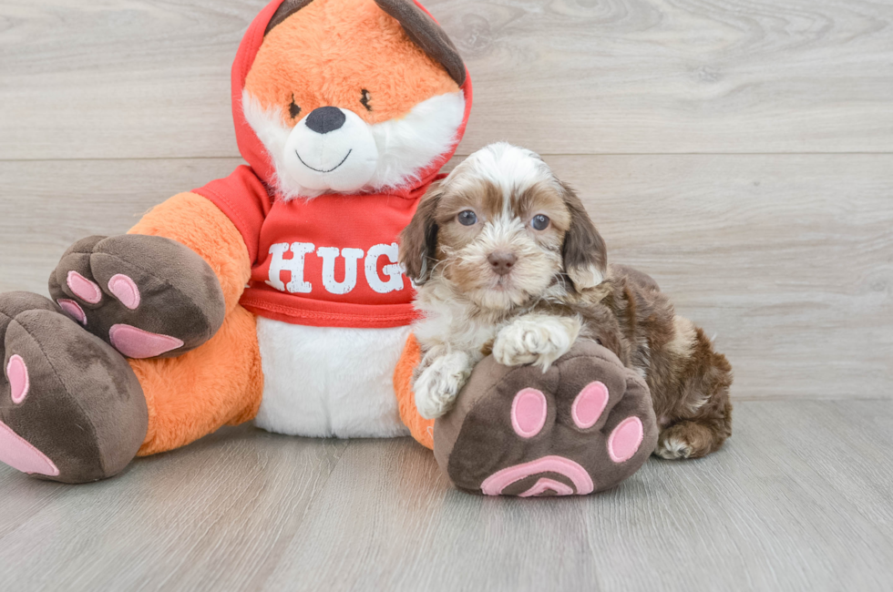 6 week old Shih Poo Puppy For Sale - Premier Pups