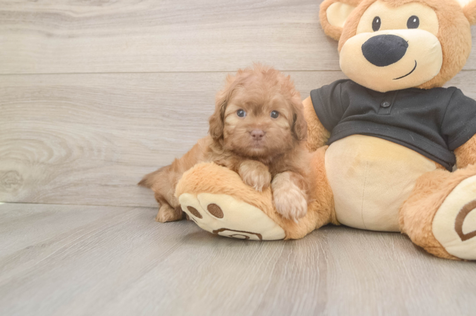 5 week old Shih Poo Puppy For Sale - Premier Pups