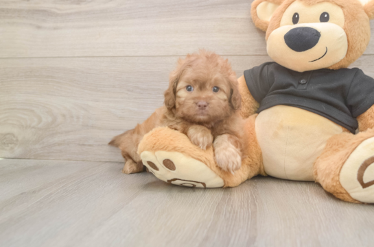 5 week old Shih Poo Puppy For Sale - Premier Pups Shih Poo Pup Being Cute